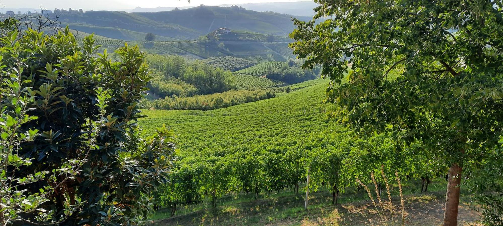Ca Trifolera Barbaresco - Romantico Cascinale Con Antica Cantina Nel Cuore Delle Langhe - Degustazione Vini Nella Nostra Cantina Exterior foto